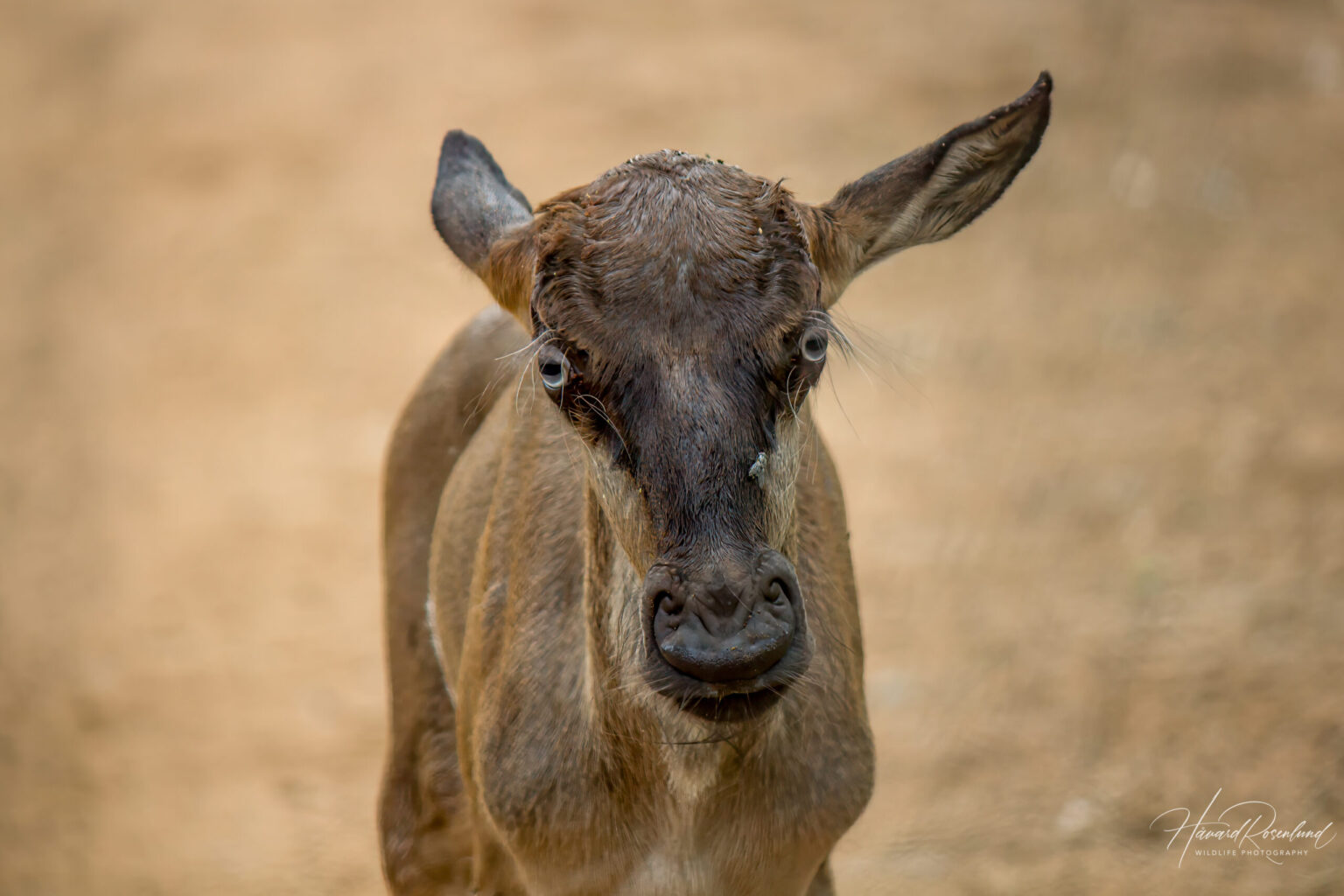 Stripegnu (Connochaetes taurinus) @ Ndumo Game Reserve, Sør-Afrika. Foto: Håvard Rosenlund