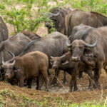 Cape Buffalo (Syncerus caffer caffer) @ Hluhluwe-iMfolozi Park, South Africa. Photo: Håvard Rosenlund