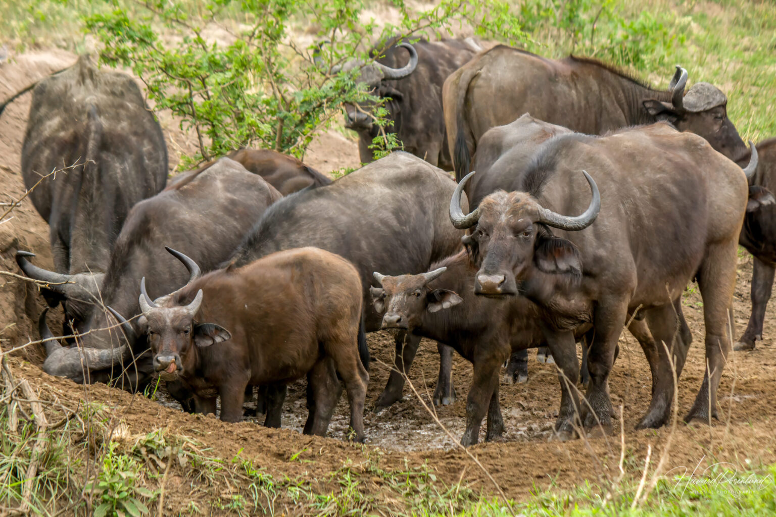 Cape Buffalo (Syncerus caffer caffer) @ Hluhluwe-iMfolozi Park, South Africa. Photo: Håvard Rosenlund