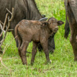 Cape Buffalo (Syncerus caffer caffer) @ Hluhluwe-iMfolozi Park, South Africa. Photo: Håvard Rosenlund