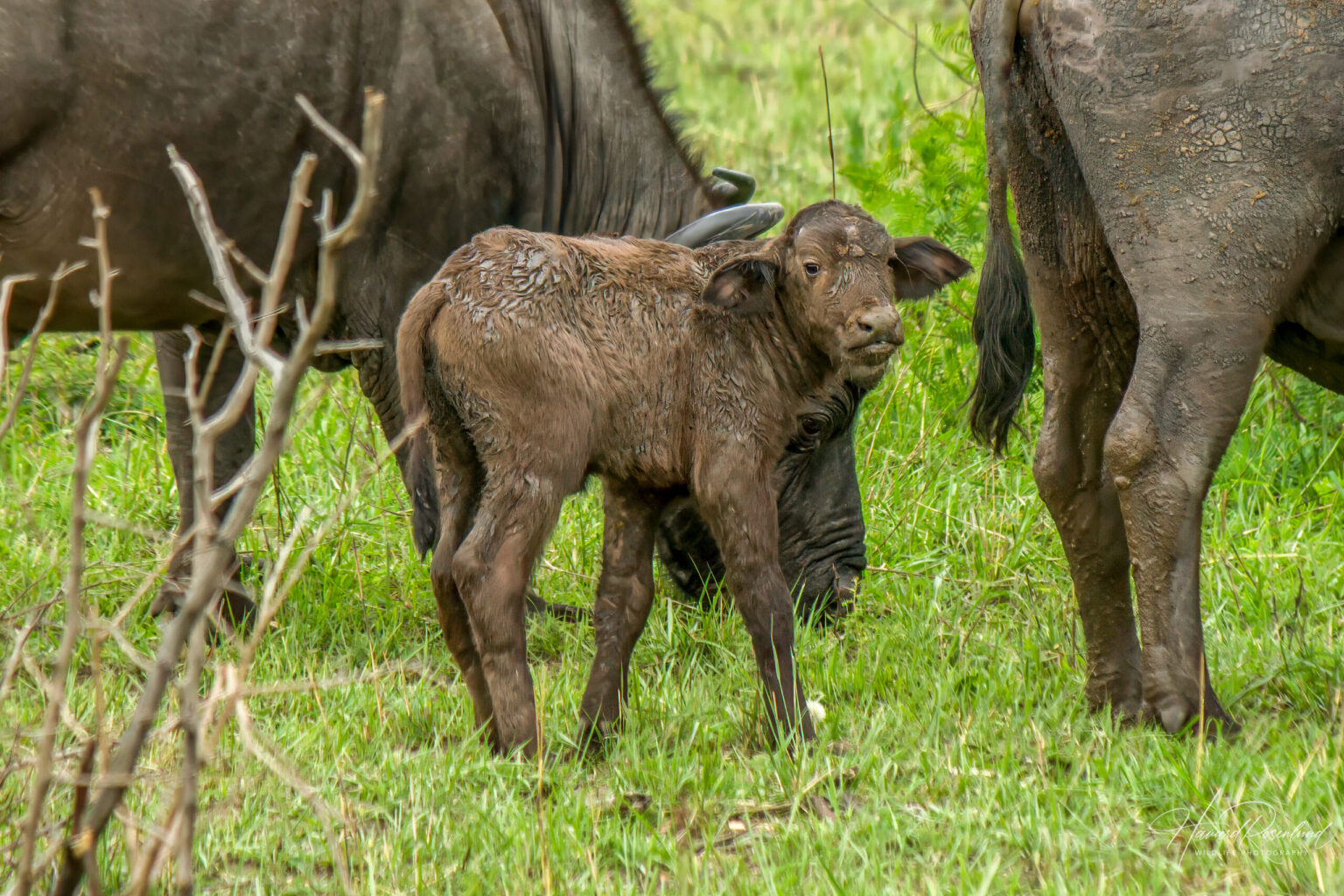 Cape Buffalo (Syncerus caffer caffer) @ Hluhluwe-iMfolozi Park, South Africa. Photo: Håvard Rosenlund
