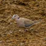 Ring-necked Dove (Streptopelia capicola) @ Hluhlwe-iMfolozi Park, South Africa. Photo: Håvard Rosenlund
