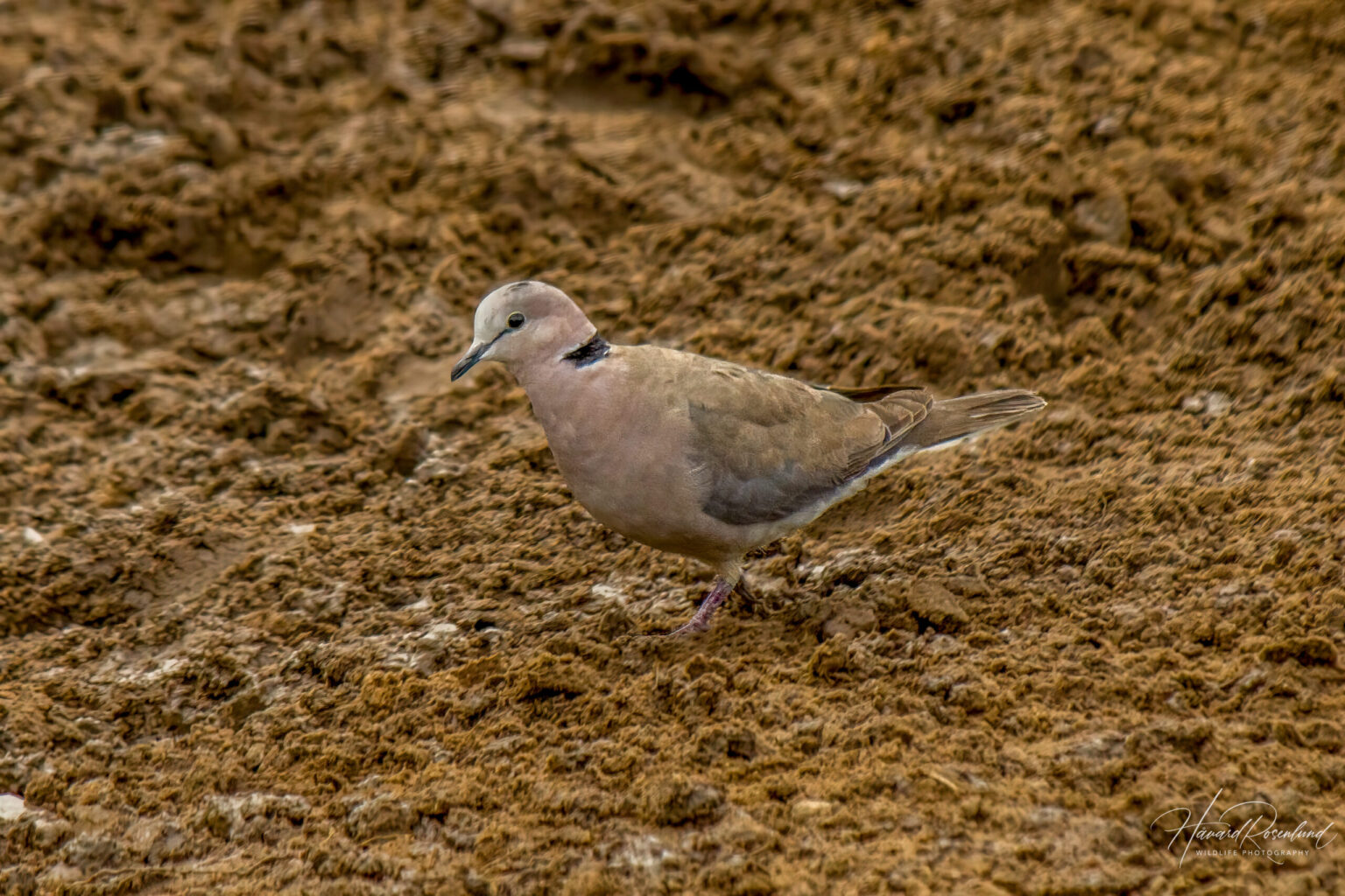 Ring-necked Dove (Streptopelia capicola) @ Hluhlwe-iMfolozi Park, South Africa. Photo: Håvard Rosenlund