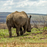 White Rhinoceros (Ceratotherium simum) @ Phinda Private Game Reserve, South Africa. Photo: Håvard Rosenlund