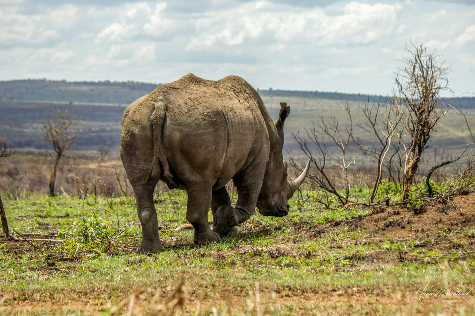 White Rhinoceros (Ceratotherium simum) @ Phinda Private Game Reserve, South Africa. Photo: Håvard Rosenlund