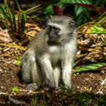 Vervet Monkey (Chlorocebus pygerythrus) @ St Lucia Estuary, South Africa. Photo: Håvard Rosenlund