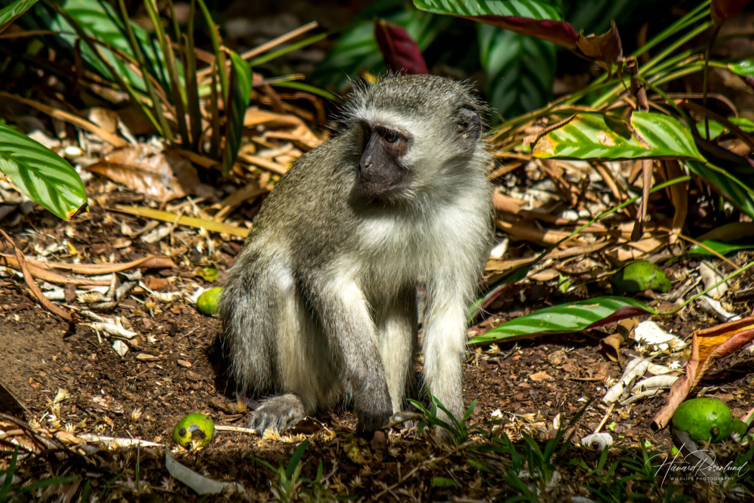 Vervet Monkey (Chlorocebus pygerythrus) @ St Lucia Estuary, South Africa. Photo: Håvard Rosenlund