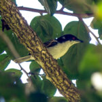 Black-backed Puffback (Dryoscopus cubla) @ St Lucia Estuary, South Africa. Photo: Håvard Rosenlund
