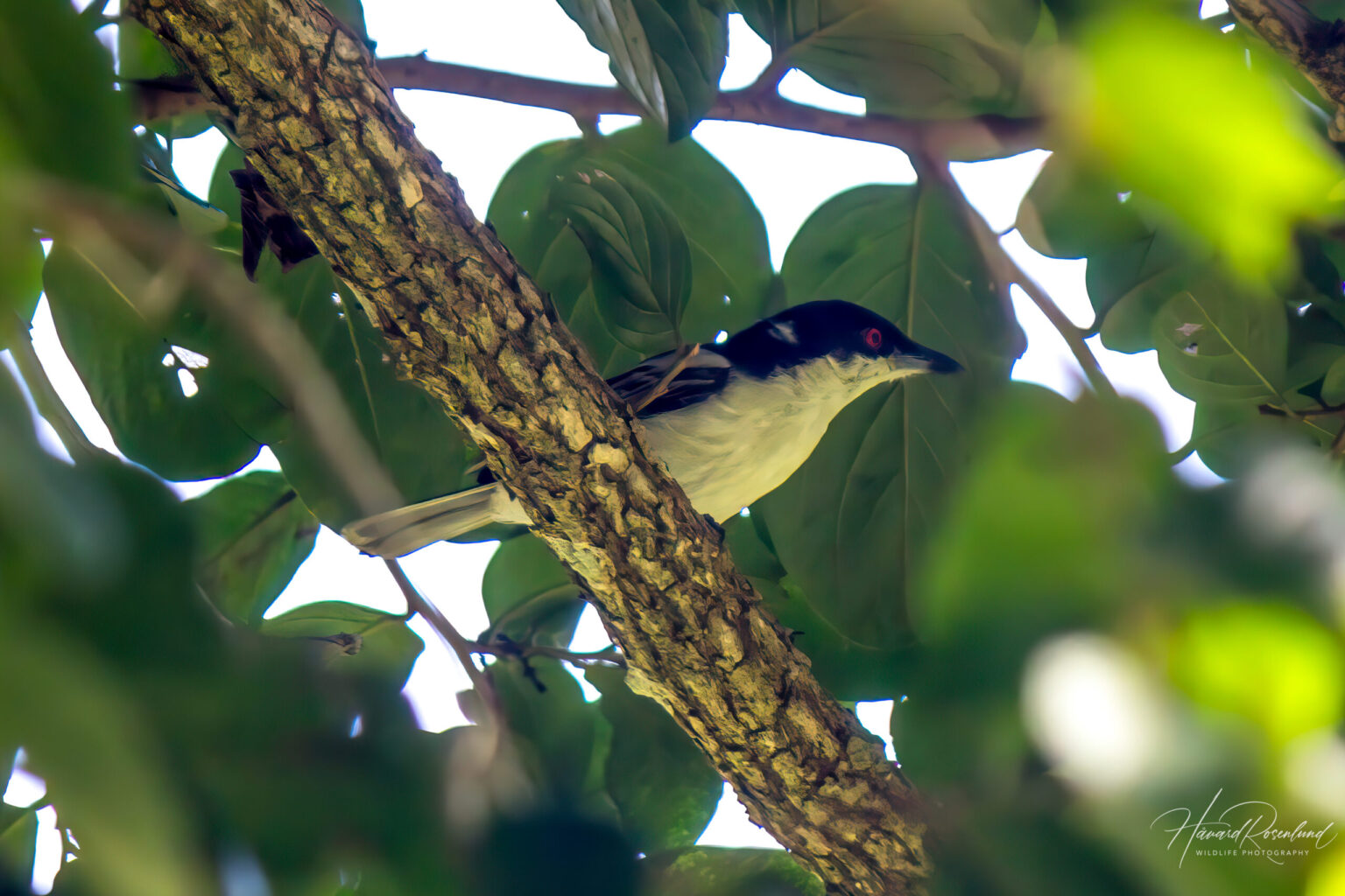 Black-backed Puffback (Dryoscopus cubla) @ St Lucia Estuary, South Africa. Photo: Håvard Rosenlund