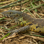 Nile Monitor (Varanus niloticus) @ Phinda Private Game Reserve, South Africa. Photo: Håvard Rosenlund