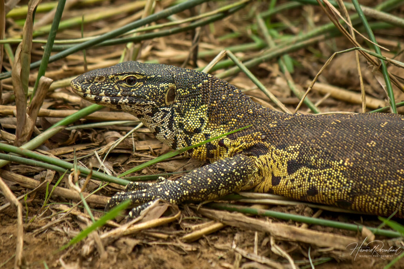 Nile Monitor (Varanus niloticus) @ Phinda Private Game Reserve, South Africa. Photo: Håvard Rosenlund