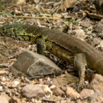 Nile Monitor (Varanus niloticus) @ Phinda Private Game Reserve, South Africa. Photo: Håvard Rosenlund