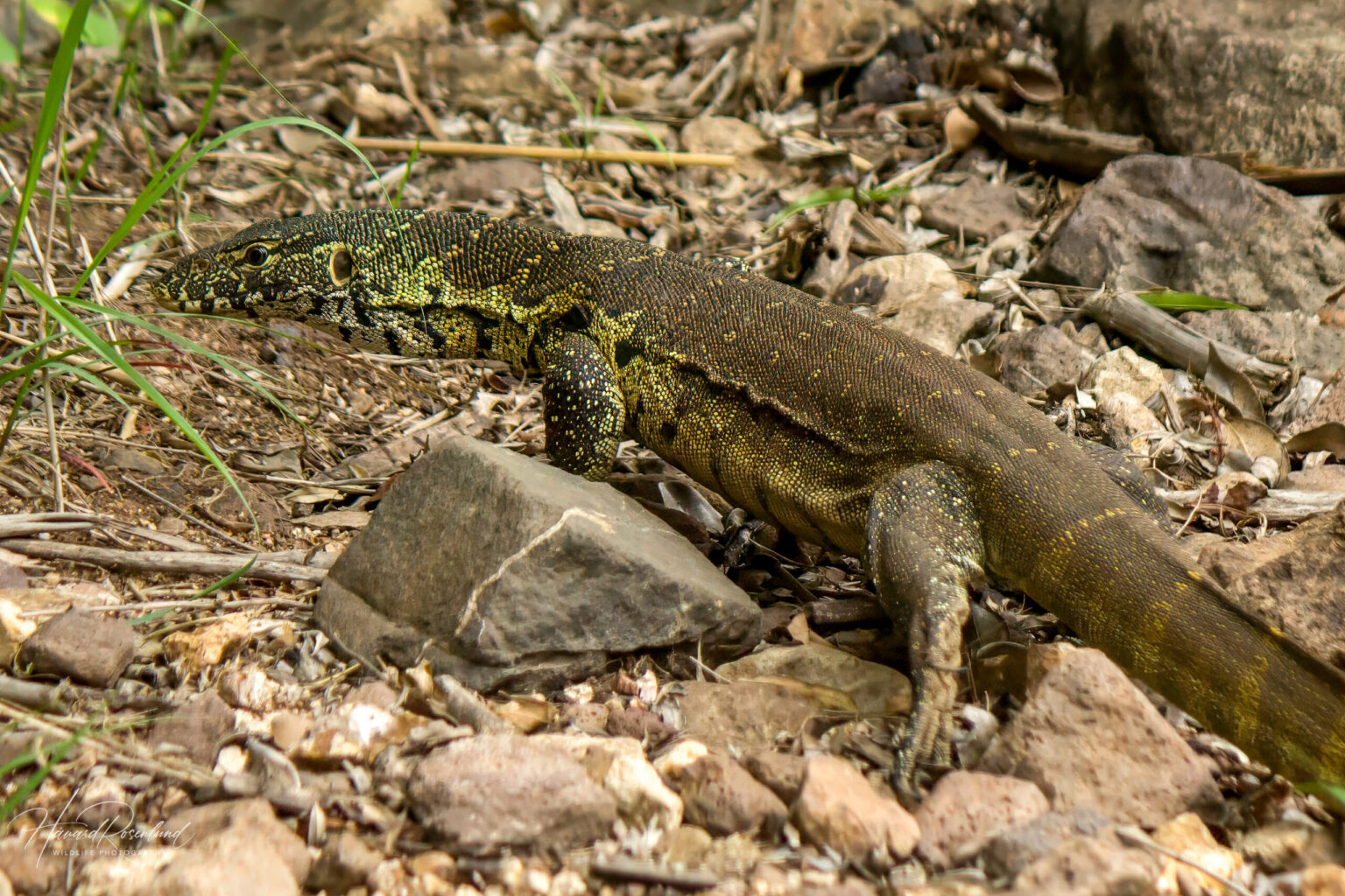 Nile Monitor (Varanus niloticus) @ Phinda Private Game Reserve, South Africa. Photo: Håvard Rosenlund