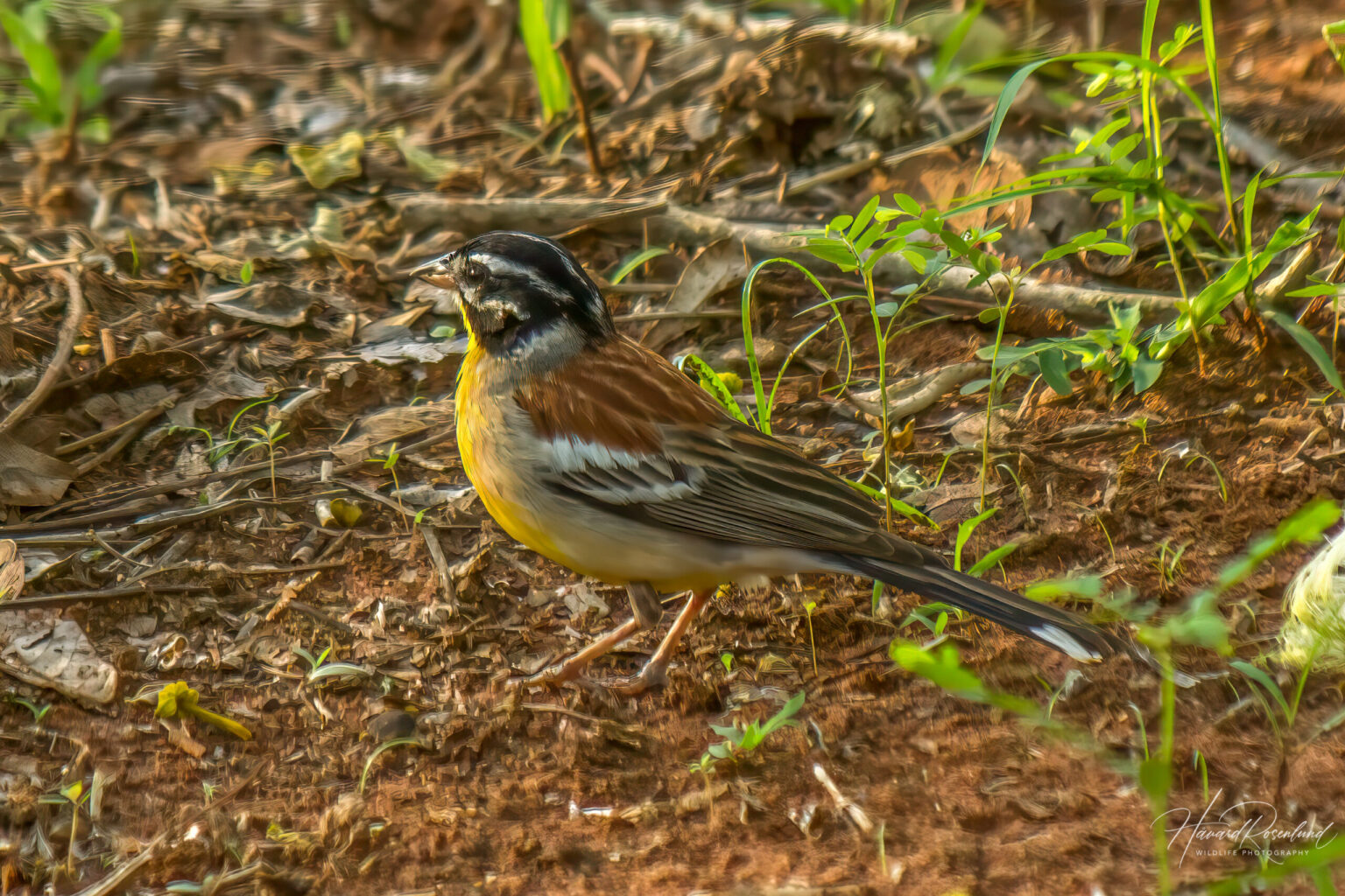 Golden-breasted Bunting (Emberiza flaviventris) @ Ndumo Game Reserve, South Africa. Photo: Håvard Rosenlund