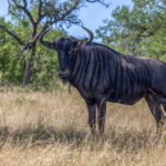 Stripegnu (Connochaetes taurinus) @ Hluhluwe-iMfolozi Park, Sør-Afrika. Foto: Håvard Rosenlund