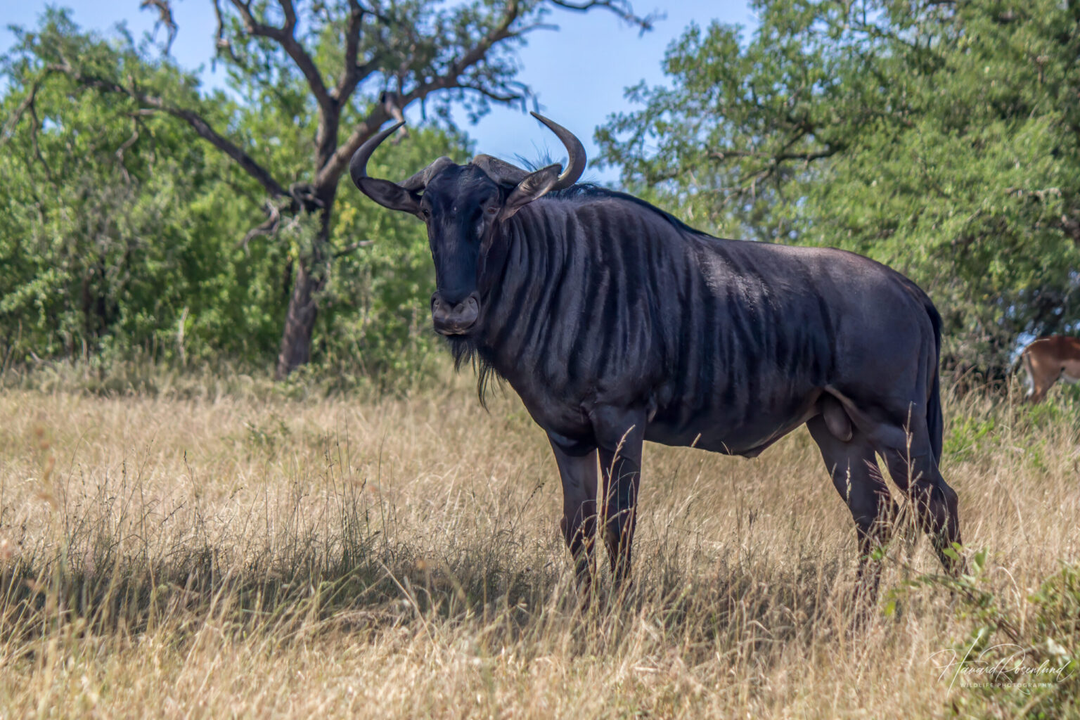 Stripegnu (Connochaetes taurinus) @ Hluhluwe-iMfolozi Park, Sør-Afrika. Foto: Håvard Rosenlund