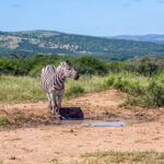 Plains Zebra (Equus quagga) @ Hluhluwe-iMfolozi Park, South Africa. Photo: Håvard Rosenlund