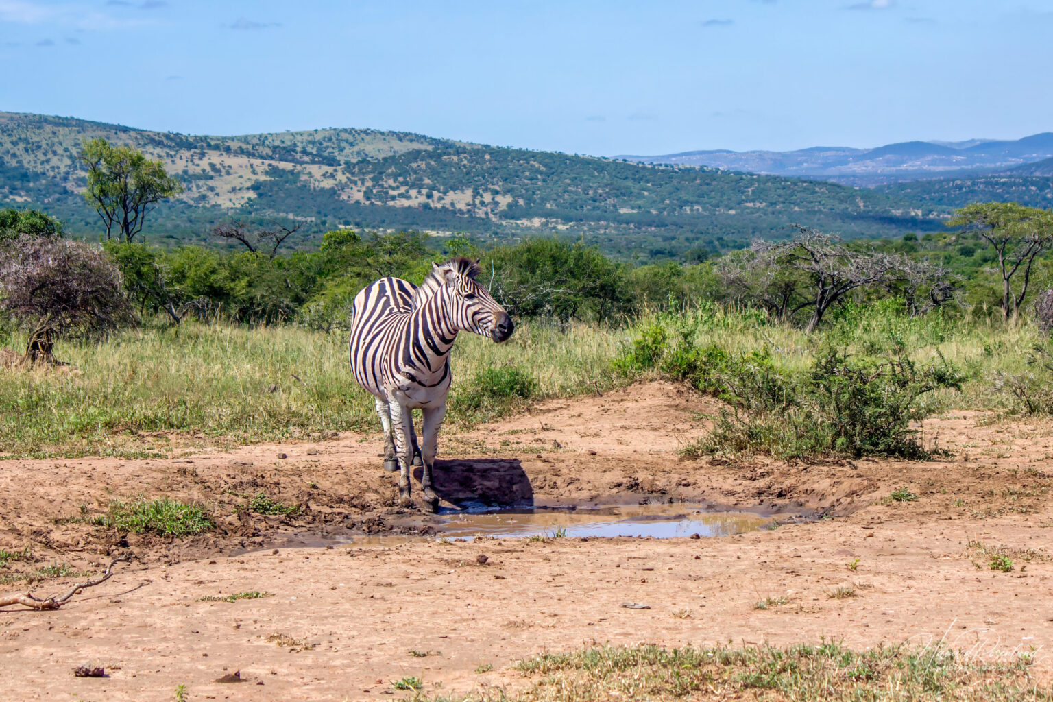 Plains Zebra (Equus quagga) @ Hluhluwe-iMfolozi Park, South Africa. Photo: Håvard Rosenlund