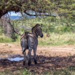 Plains Zebra (Equus quagga) @ Hluhluwe-iMfolozi Park, South Africa. Photo: Håvard Rosenlund
