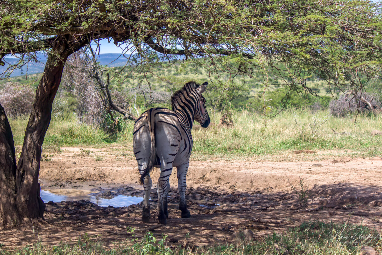 Plains Zebra (Equus quagga) @ Hluhluwe-iMfolozi Park, South Africa. Photo: Håvard Rosenlund