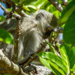 Vervet Monkey (Chlorocebus pygerythrus) @ St Lucia Estuary, South Africa. Photo: Håvard Rosenlund