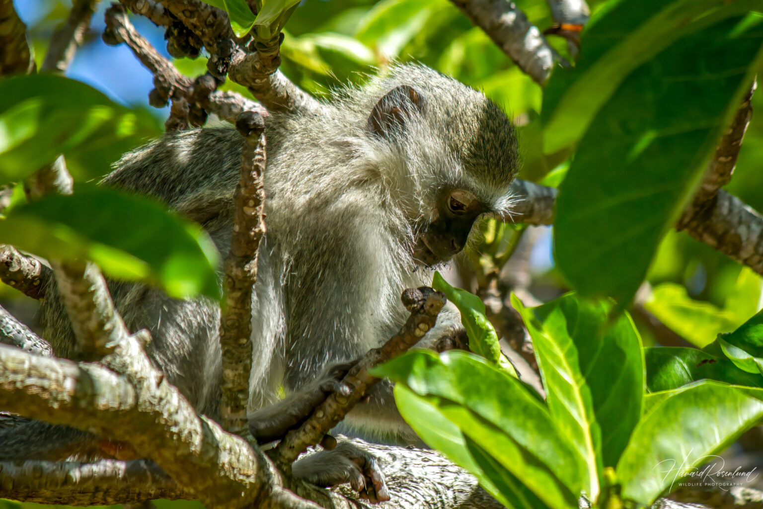 Vervet Monkey (Chlorocebus pygerythrus) @ St Lucia Estuary, South Africa. Photo: Håvard Rosenlund