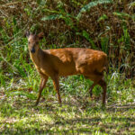 Natal Red Duiker (Cephalophorus natalensis) @ St Lucia Estuary, South Africa. Photo: Håvard Rosenlund