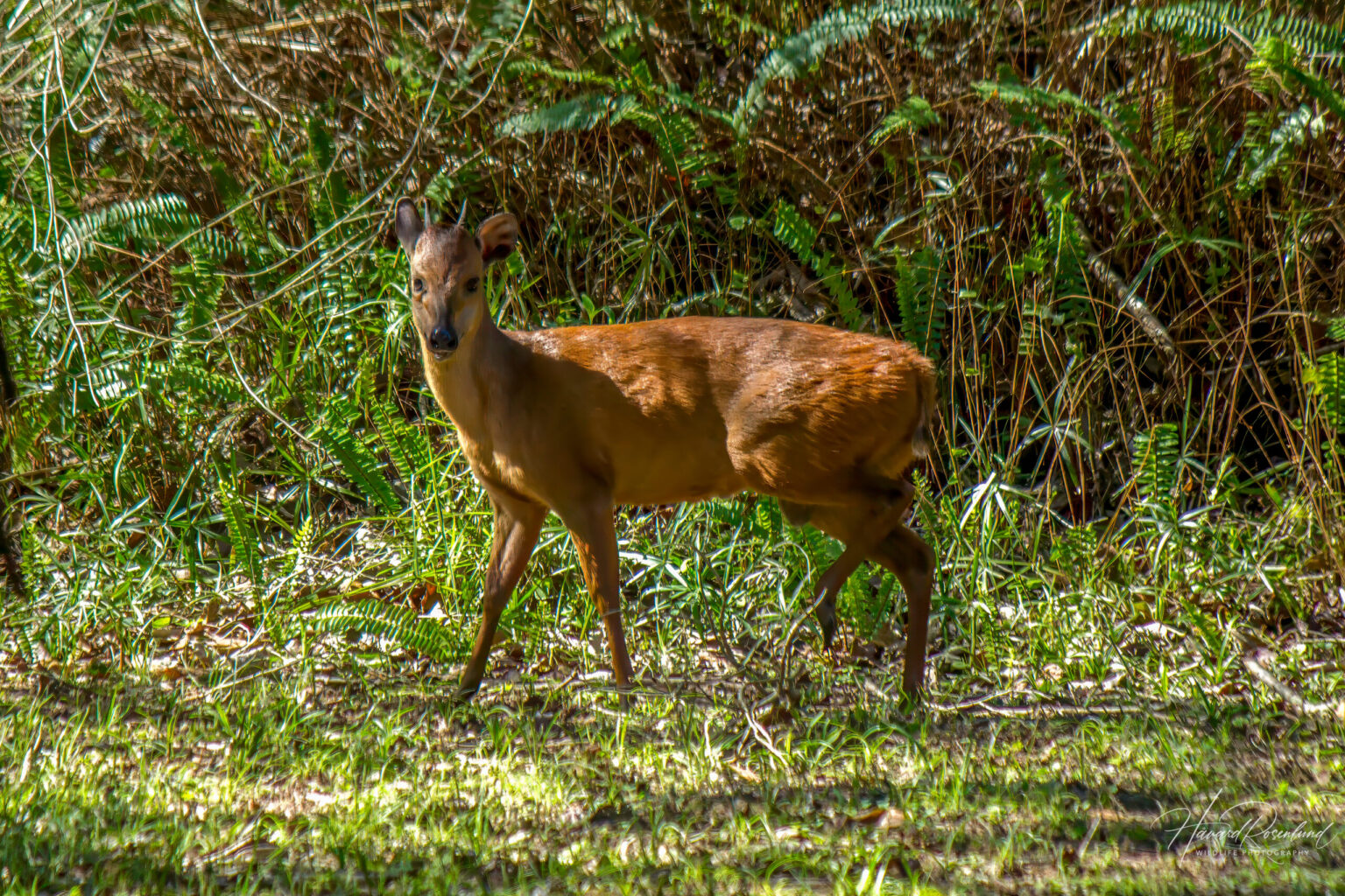 Natal Red Duiker (Cephalophorus natalensis) @ St Lucia Estuary, South Africa. Photo: Håvard Rosenlund
