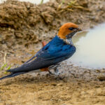 Lesser Striped Swallow (Cecropis abyssinica) @ Eastern Shores - iSimangaliso Wetland Park, South Africa. Photo: Håvard Rosenlund
