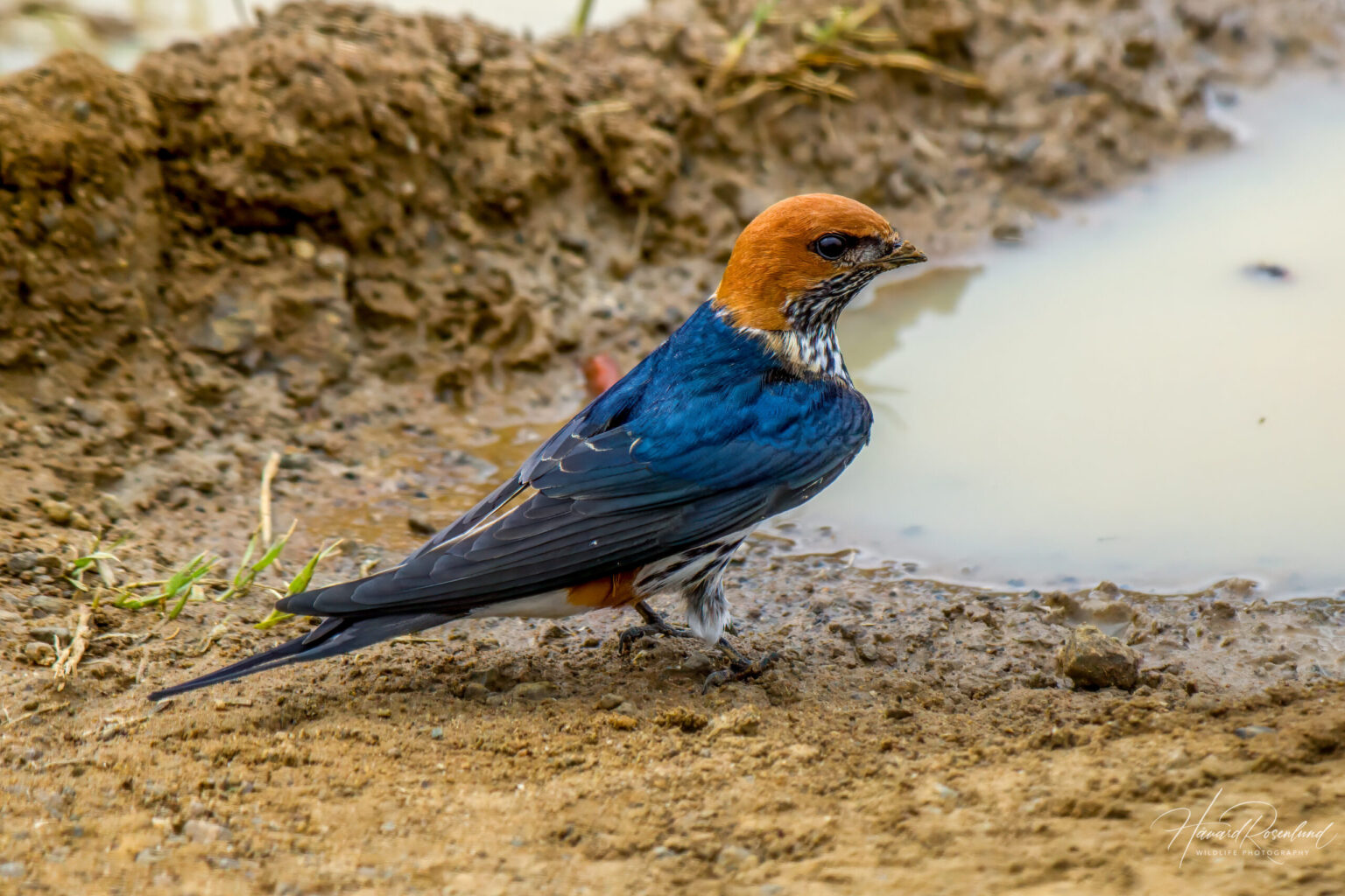 Lesser Striped Swallow (Cecropis abyssinica) @ Eastern Shores - iSimangaliso Wetland Park, South Africa. Photo: Håvard Rosenlund
