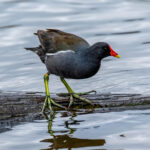 Common Moorhen (Gallinula chloropus) @ Richmond Park, London, United Kingdom. Photo: Håvard Rosenlund