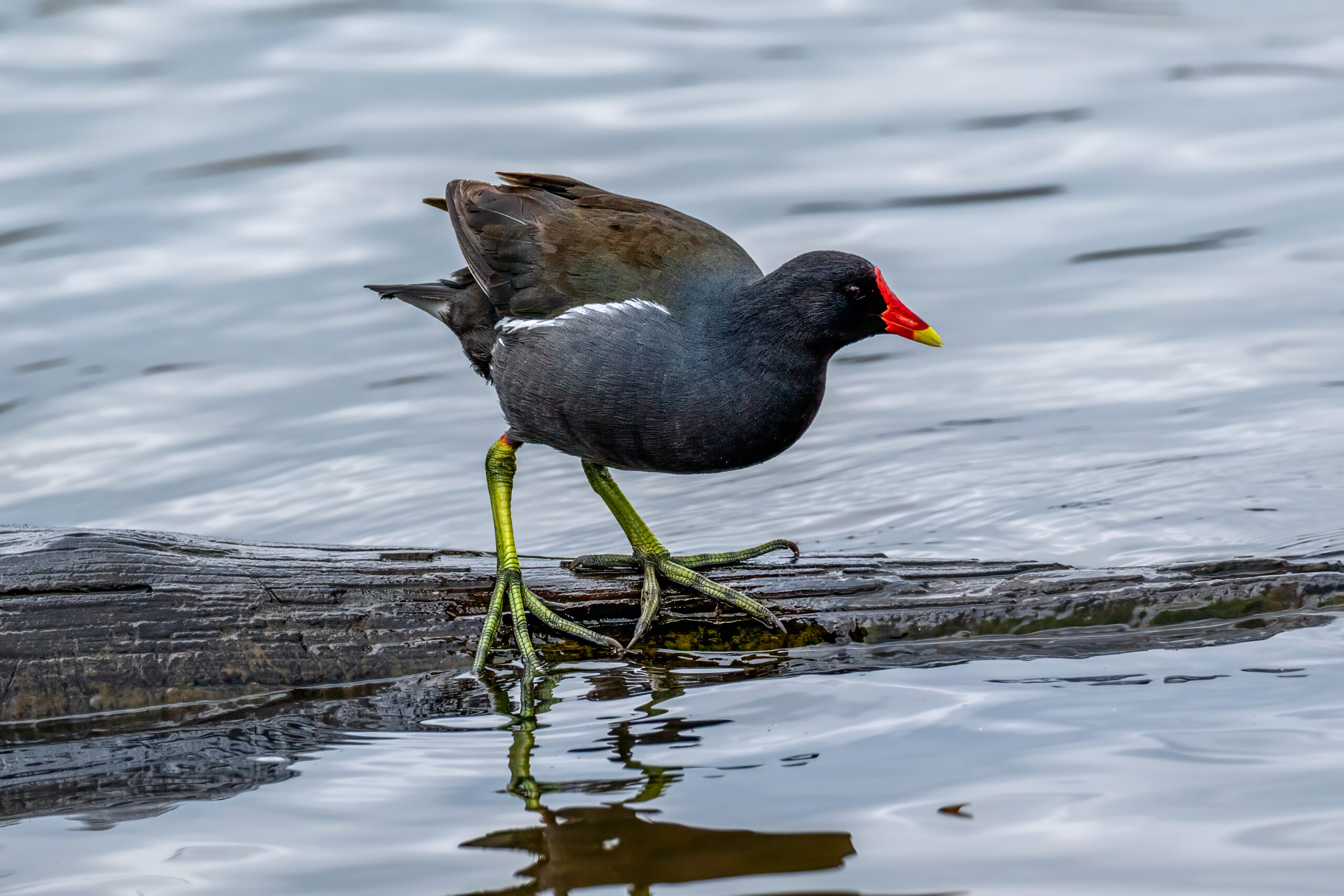 Common Moorhen (Gallinula chloropus) @ Richmond Park, London, United Kingdom. Photo: Håvard Rosenlund