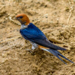 Lesser Striped Swallow (Cecropis abyssinica) @ Eastern Shores - iSimangaliso Wetland Park, South Africa. Photo: Håvard Rosenlund