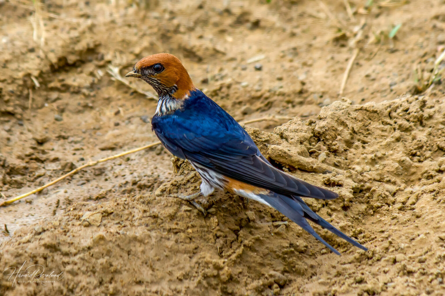 Lesser Striped Swallow (Cecropis abyssinica) @ Eastern Shores - iSimangaliso Wetland Park, South Africa. Photo: Håvard Rosenlund