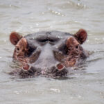 Hippopotamus (Hippopotamus amphibius) @ St Lucia Estuary, South Africa. Photo: Håvard Rosenlund