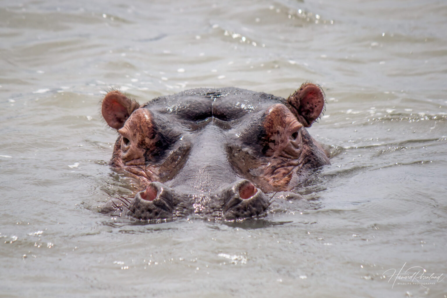Hippopotamus (Hippopotamus amphibius) @ St Lucia Estuary, South Africa. Photo: Håvard Rosenlund