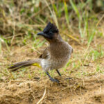 Common Bulbul (Pycnonotus barbatus) @ Hluhluwe-iMfolozi Park, South Africa. Photo: Håvard Rosenlund