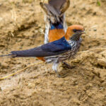 Lesser Striped Swallow (Cecropis abyssinica) @ Eastern Shores - iSimangaliso Wetland Park, South Africa. Photo: Håvard Rosenlund