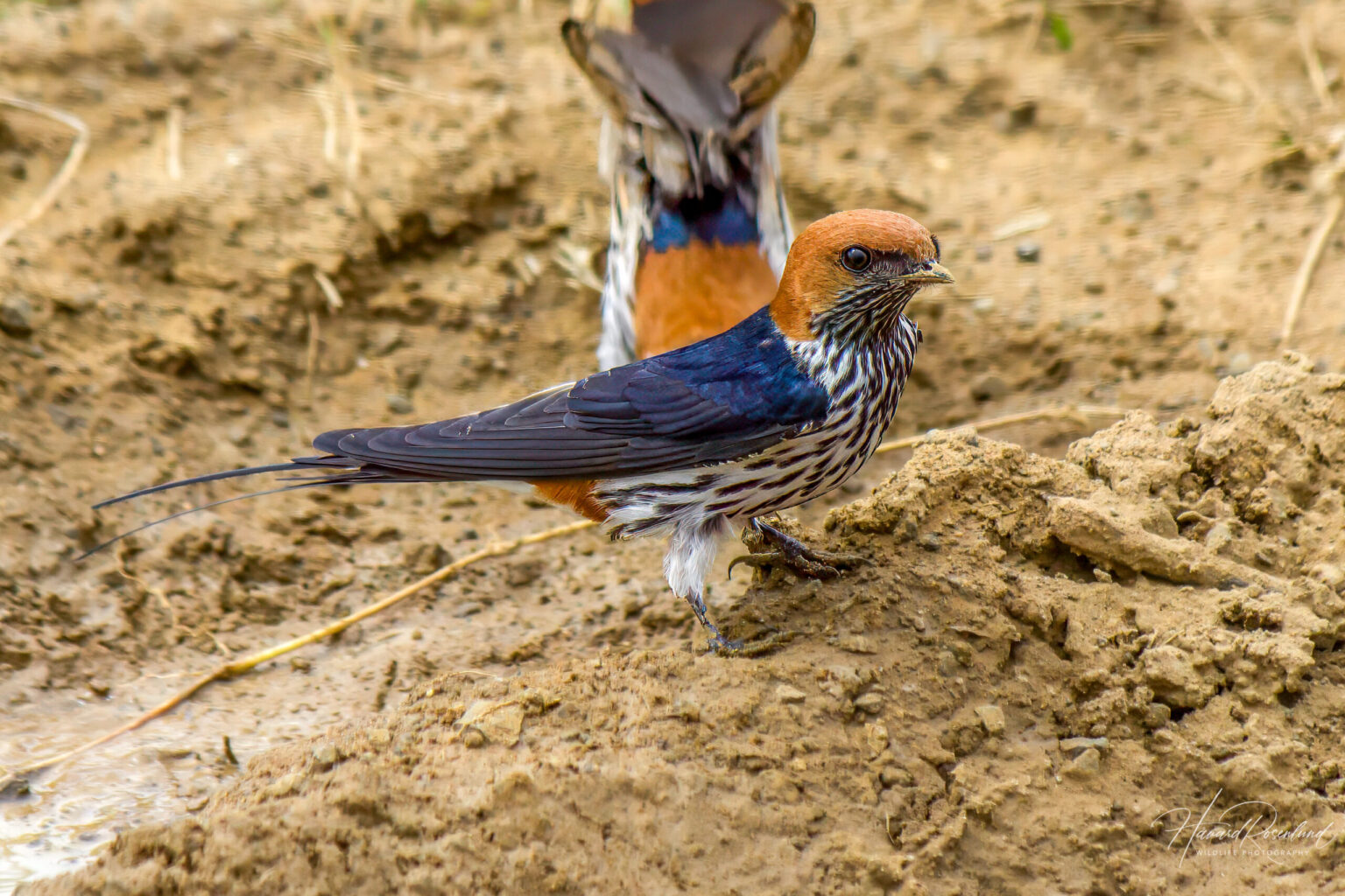 Lesser Striped Swallow (Cecropis abyssinica) @ Eastern Shores - iSimangaliso Wetland Park, South Africa. Photo: Håvard Rosenlund