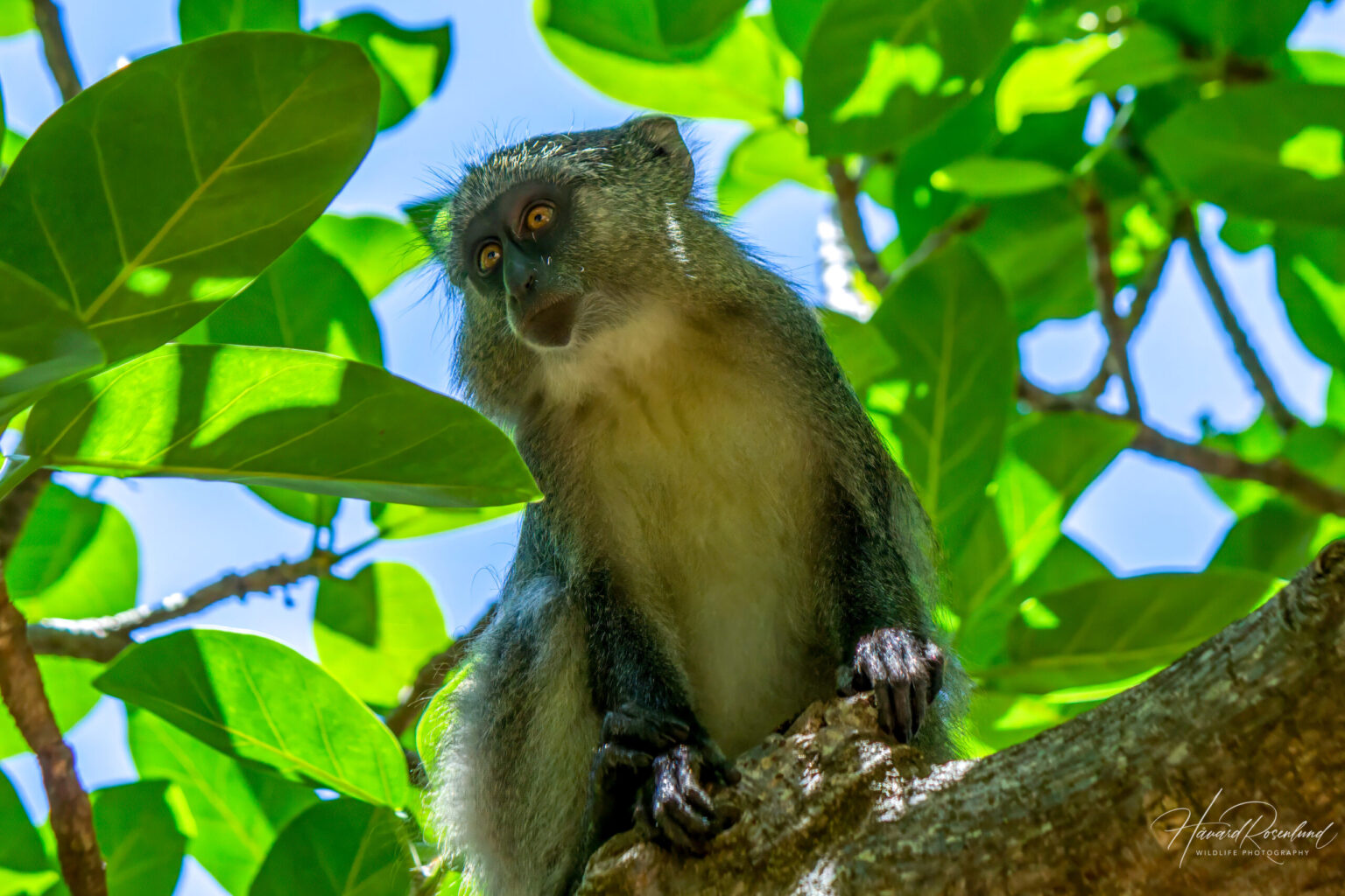 Samango Monkey (Cercopithecus mitis erythrarchus) @ Cape Vidal - iSimangaliso Wetland Park, South Africa. Photo: Håvard Rosenlund