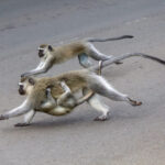 Vervet Monkey (Chlorocebus pygerythrus) @ St Lucia Estuary, South Africa. Photo: Håvard Rosenlund