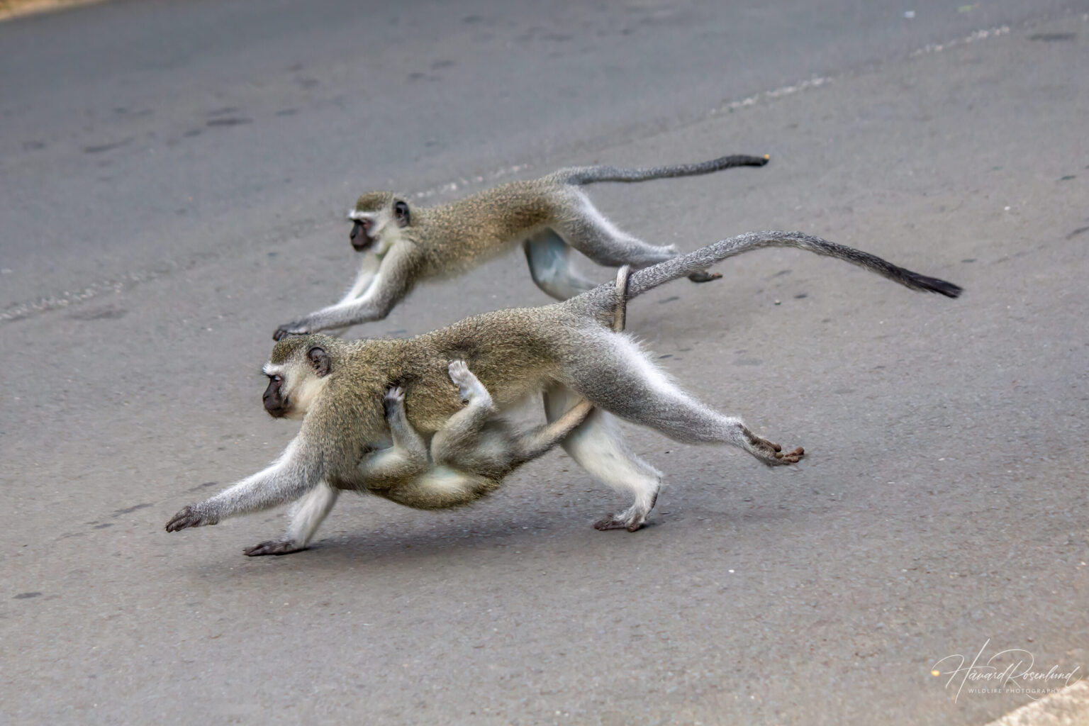 Vervet Monkey (Chlorocebus pygerythrus) @ St Lucia Estuary, South Africa. Photo: Håvard Rosenlund