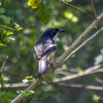 Southern Boubou (Laniarius ferrugineus) @ St Lucia Estuary, South Africa. Photo: Håvard Rosenlund