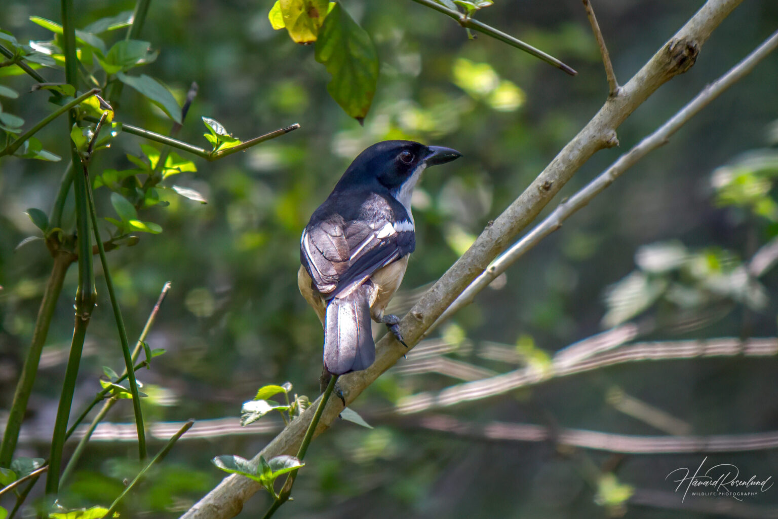 Southern Boubou (Laniarius ferrugineus) @ St Lucia Estuary, South Africa. Photo: Håvard Rosenlund