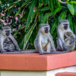 Vervet Monkey (Chlorocebus pygerythrus) @ St Lucia Estuary, South Africa. Photo: Håvard Rosenlund