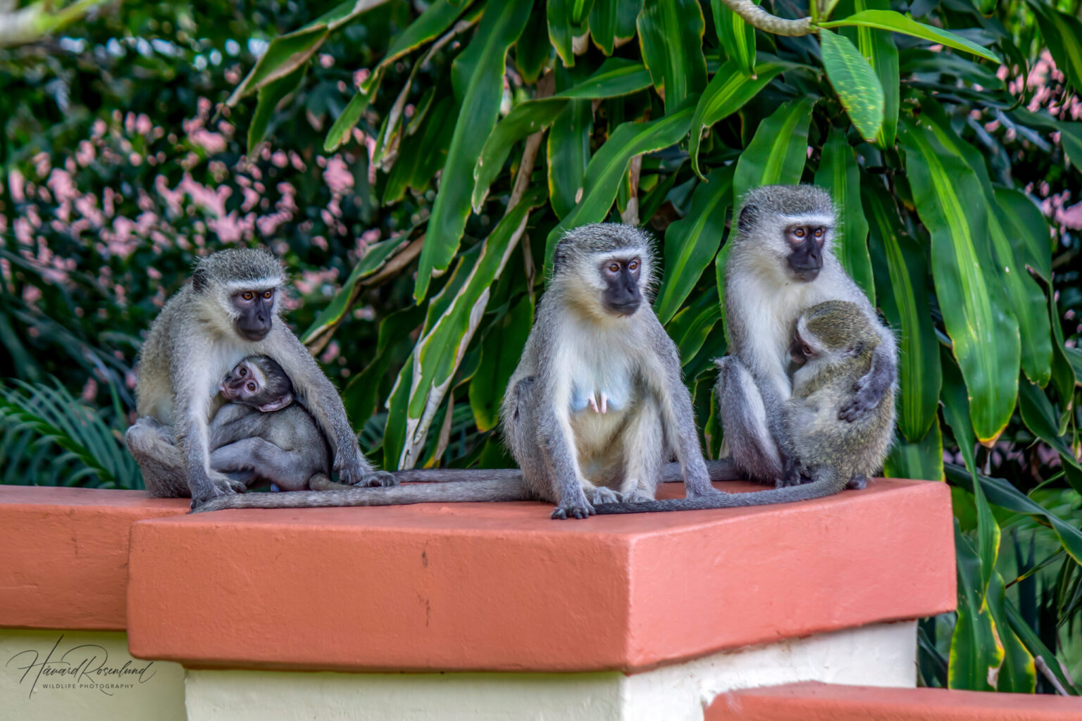 Vervet Monkey (Chlorocebus pygerythrus) @ St Lucia Estuary, South Africa. Photo: Håvard Rosenlund