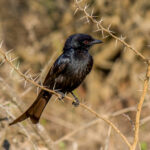 Fork-tailed Drongo (Dicrurus adsimilis) @ Hluhluwe-iMfolozi Park, South Africa. Photo: Håvard Rosenlund