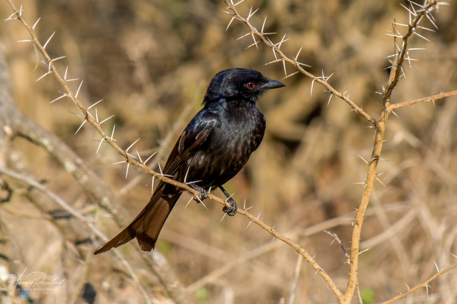 Fork-tailed Drongo (Dicrurus adsimilis) @ Hluhluwe-iMfolozi Park, South Africa. Photo: Håvard Rosenlund