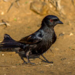 Fork-tailed Drongo (Dicrurus adsimilis) @ Hluhluwe-iMfolozi Park, South Africa. Photo: Håvard Rosenlund