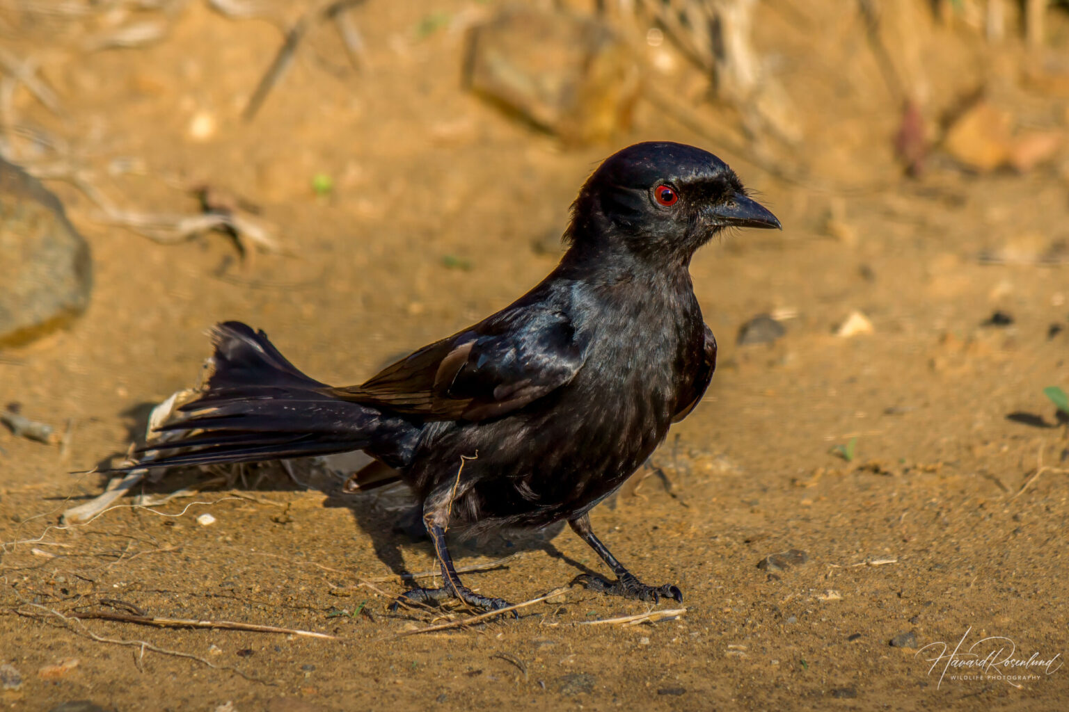 Fork-tailed Drongo (Dicrurus adsimilis) @ Hluhluwe-iMfolozi Park, South Africa. Photo: Håvard Rosenlund